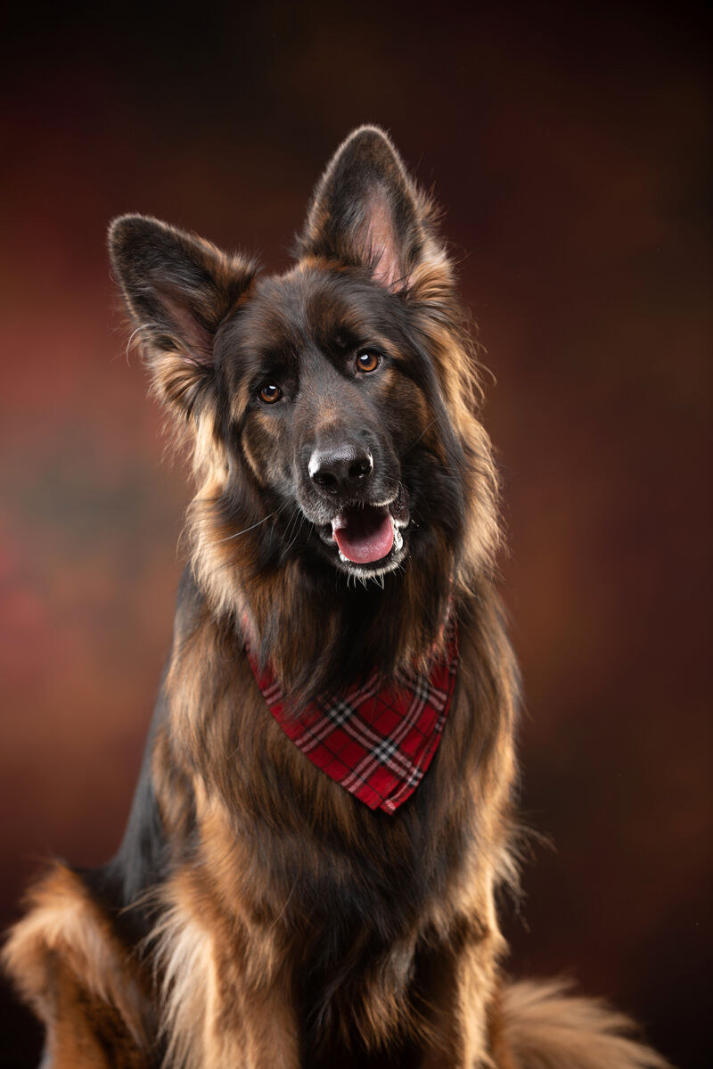 German shepherd.jpg